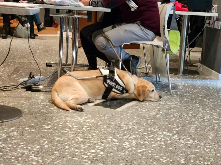 Φωτογραφία με σκύλο-οδηγό από το «Ελληνικό Κέντρο Εκπαίδευσης και Ανάπτυξης Σκύλων Οδηγών και Κινητικότητας Τυφλών και Σκύλων Βοηθών για Άτομα με Αναπηρίες» – «ΣΚΥΛΟΙ ΟΔΗΓΟΙ ΕΛΛΑΔΟΣ». 